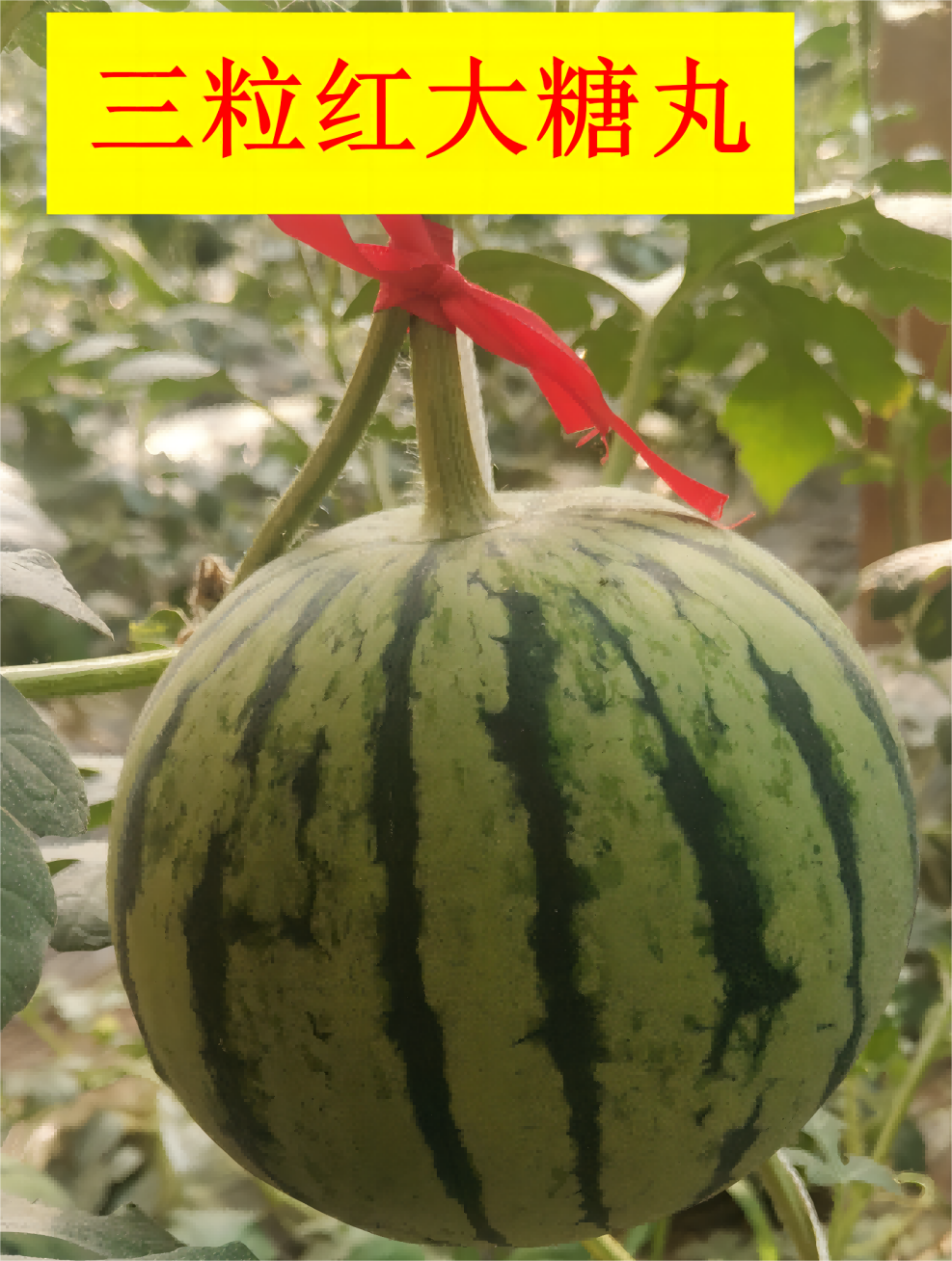 三粒红大糖丸