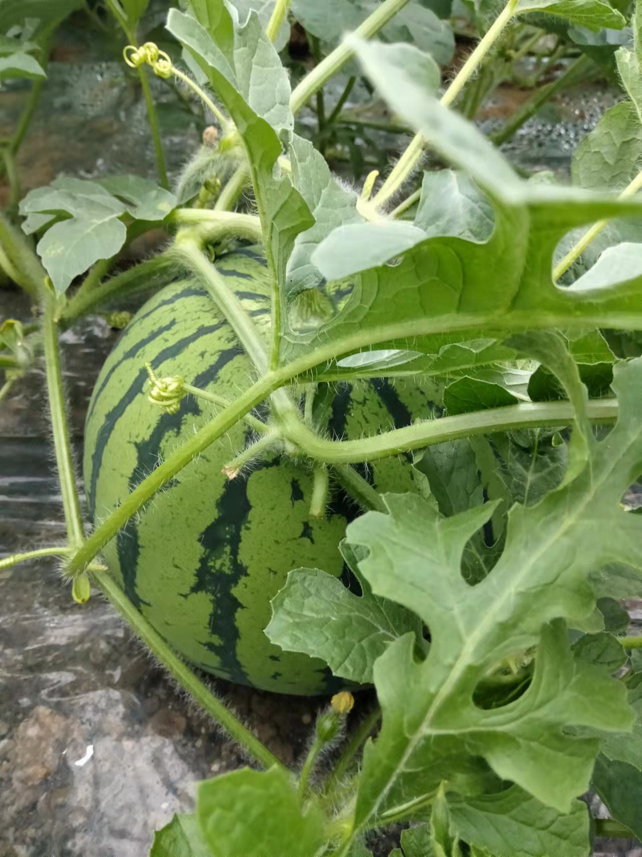 三粒红宝都、三粒红贝贝在农业部登记成功